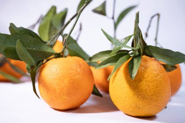 Yeşil yapraklı sulu mandalinalar ve parlak ışık altında beyaz bir yüzeye yerleştirilmiş su damlacıkları..