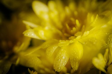 Parlak sarı bir kasımpatı çiçeğinin yapraklarına çiy damlası damlayan makro görüntüsü. Parlak çiçek koyu bir arkaplanda göze çarpar.