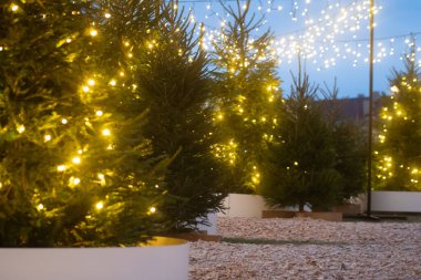 Noel ağaçlarıyla kaplı ve çelenklerle süslenmiş yumuşak ışıklı bir yol, açık hava akşam pazarında samimi ve şenlikli bir atmosfer yaratır..