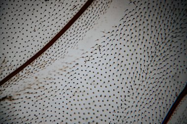 Bir böcek kanadının mikroskobik yakın çekimi, şeffaf membran yapısında ayrıntılı kıllanma kalıplarını ve dallanan damarları ortaya çıkarıyor..