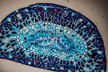 Lekelenmiş bir bitki sapının mikroskobik bir görüntüsü. Parlak mavi tonlarda ksilem ve phloem dokuları içeren bir damar demetini gösteriyor. Botanik araştırmaların görsel temsilcileri için ideal..