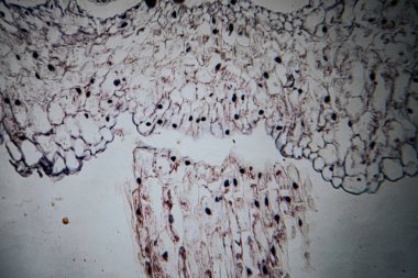 Salgı bezleri ve evimsi yapıları gösteren, hücrelerin detaylı gözlemi için kahverengi ve mavi boyalarla boyanmış bitki dokusunun yüksek büyütülmüş görüntüsü..