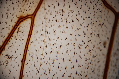 Yaprak üst derisinin mikroskop altında yakın çekimi hücre duvarlarını, dağınık trikometreleri (saç benzeri yapılar) ve sıcak kahverengi tonlarda lekelenmiş.