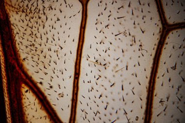 Yaprak üst derisinin mikroskop altında yakın çekimi hücre duvarlarını, dağınık trikometreleri (saç benzeri yapılar) ve sıcak kahverengi tonlarda lekelenmiş.