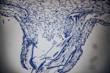Maviyle boyanmış bir bitki kökünün mikroskobik görüntüsü kök hücrelerini, meristematik bölgeyi ve temiz hücresel organizasyona sahip uzamış yapıları gösteriyor..