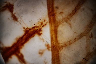 Uzamış hücreleri ve şeffaf bir matris içinde görünen ksillem yapılarını gösteren kahverengi tonlarda boyanmış mikroskop altında bitki vasküler dokusunun yakın plan görüntüsü..