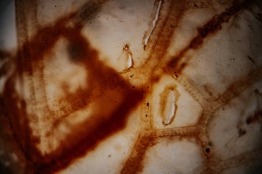 Uzamış hücreleri ve şeffaf bir matris içinde görünen ksillem yapılarını gösteren kahverengi tonlarda boyanmış mikroskop altında bitki vasküler dokusunun yakın plan görüntüsü..