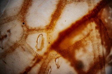A close-up image of plant vascular tissue under a microscope, stained in shades of brown, showing elongated cells and visible xylem structures within a transparent matrix.