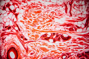 Paralel kolajen liflerini, fibroblastları ve kan damarlarını gösteren yoğun bağ dokusunun mikroskobik görüntüsü, yapısal ve hücresel detayları göstermek için kırmızıya boyanmış..