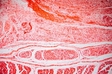 Paralel kolajen liflerini, fibroblastları ve kan damarlarını gösteren yoğun bağ dokusunun mikroskobik görüntüsü, yapısal ve hücresel detayları göstermek için kırmızıya boyanmış..