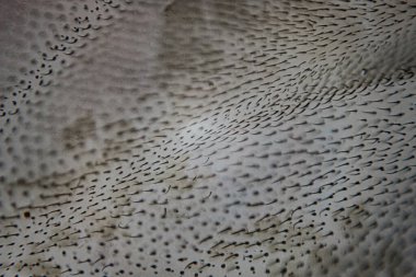 Bir böcek kanadının mikroskobik yakın çekimi, şeffaf membran yapısında ayrıntılı kıllanma kalıplarını ve dallanan damarları ortaya çıkarıyor..