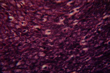 Mikroskobik görüntü, balık solungaç dokusunun gözle görülür hücre katmanları ve solungaç lamellae yapısını gösteren detaylı lekeli bir kesit gösteriyor..