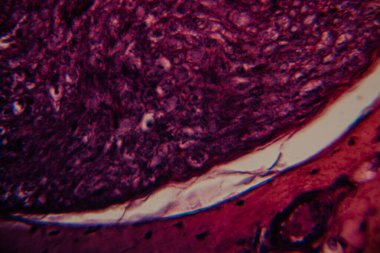 Mikroskobik görüntü, balık solungaç dokusunun gözle görülür hücre katmanları ve solungaç lamellae yapısını gösteren detaylı lekeli bir kesit gösteriyor..