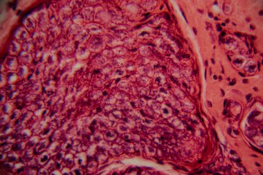 Mikroskobik görüntü, balık solungaç dokusunun gözle görülür hücre katmanları ve solungaç lamellae yapısını gösteren detaylı lekeli bir kesit gösteriyor..