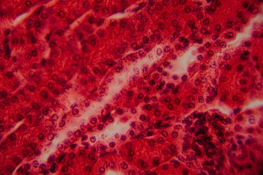 Yüksek derecede büyütülmüş karaciğer dokusunun parlak kırmızı tonlarda görünen hepatositleri ve hücre yapısını gösteren görüntüsü..