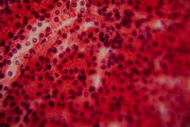 Yüksek derecede büyütülmüş karaciğer dokusunun parlak kırmızı tonlarda görünen hepatositleri ve hücre yapısını gösteren görüntüsü..