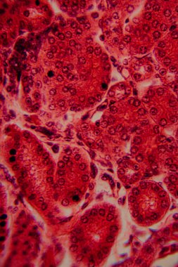 Yüksek derecede büyütülmüş karaciğer dokusunun parlak kırmızı tonlarda görünen hepatositleri ve hücre yapısını gösteren görüntüsü..