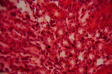 Yüksek derecede büyütülmüş karaciğer dokusunun parlak kırmızı tonlarda görünen hepatositleri ve hücre yapısını gösteren görüntüsü..