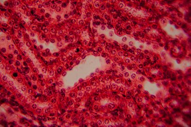 Yüksek derecede büyütülmüş karaciğer dokusunun parlak kırmızı tonlarda görünen hepatositleri ve hücre yapısını gösteren görüntüsü..