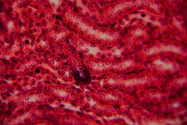 Yüksek derecede büyütülmüş karaciğer dokusunun parlak kırmızı tonlarda görünen hepatositleri ve hücre yapısını gösteren görüntüsü..