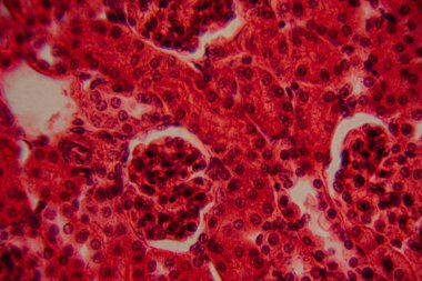 Yüksek derecede büyütülmüş karaciğer dokusunun parlak kırmızı tonlarda görünen hepatositleri ve hücre yapısını gösteren görüntüsü..