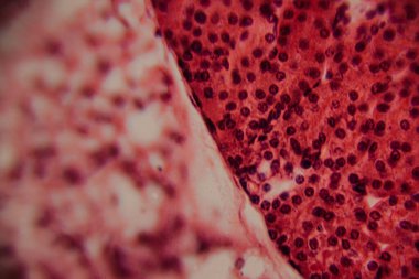 Yüksek derecede büyütülmüş karaciğer dokusunun parlak kırmızı tonlarda görünen hepatositleri ve hücre yapısını gösteren görüntüsü..