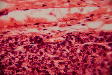 Yüksek derecede büyütülmüş karaciğer dokusunun parlak kırmızı tonlarda görünen hepatositleri ve hücre yapısını gösteren görüntüsü..