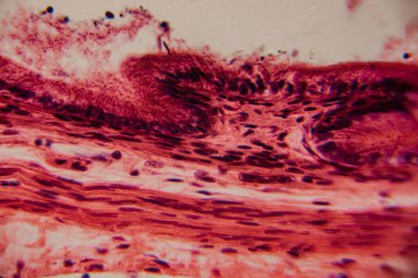 Yüksek derecede büyütülmüş karaciğer dokusunun parlak kırmızı tonlarda görünen hepatositleri ve hücre yapısını gösteren görüntüsü..