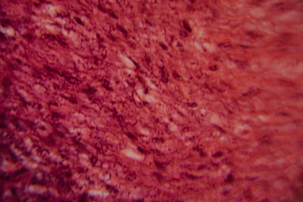 Mikroskobik görüntü, balık solungaç dokusunun gözle görülür hücre katmanları ve solungaç lamellae yapısını gösteren detaylı lekeli bir kesit gösteriyor..