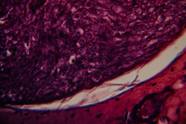 Mikroskobik görüntü, balık solungaç dokusunun gözle görülür hücre katmanları ve solungaç lamellae yapısını gösteren detaylı lekeli bir kesit gösteriyor..