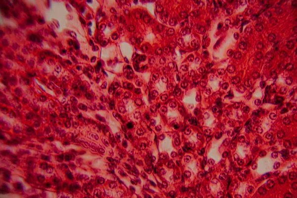 Yüksek derecede büyütülmüş karaciğer dokusunun parlak kırmızı tonlarda görünen hepatositleri ve hücre yapısını gösteren görüntüsü..