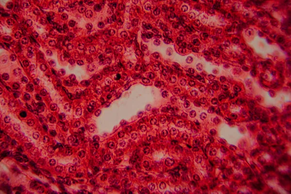 Yüksek derecede büyütülmüş karaciğer dokusunun parlak kırmızı tonlarda görünen hepatositleri ve hücre yapısını gösteren görüntüsü..