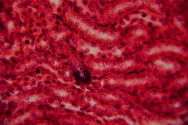 Yüksek derecede büyütülmüş karaciğer dokusunun parlak kırmızı tonlarda görünen hepatositleri ve hücre yapısını gösteren görüntüsü..