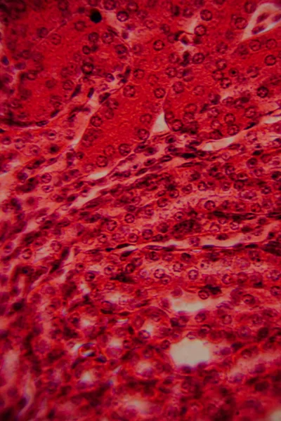 Yüksek derecede büyütülmüş karaciğer dokusunun parlak kırmızı tonlarda görünen hepatositleri ve hücre yapısını gösteren görüntüsü..