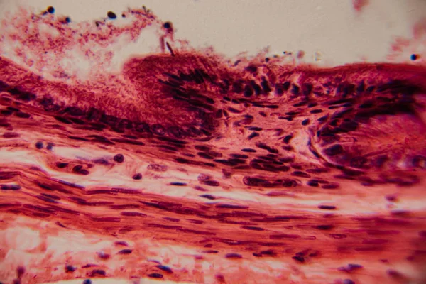 Yüksek derecede büyütülmüş karaciğer dokusunun parlak kırmızı tonlarda görünen hepatositleri ve hücre yapısını gösteren görüntüsü..