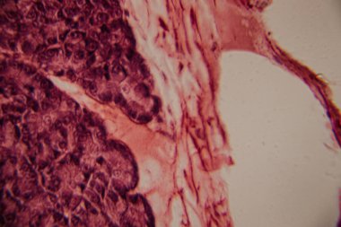 Adipoz doku hücrelerinin mikroskobik görüntüsü pembe lekeli histoloji bölümünde büyük lipit damlacıklar ve hücre zarları gösteriyor..