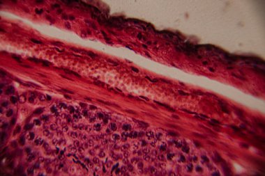 Bir insan atardamarının mikroskobik görüntüsü, kan damarının lümenini, pürüzsüz kas katmanlarını ve çevreleyen dokuyu gösteriyor. Pembe ve kırmızı leke.