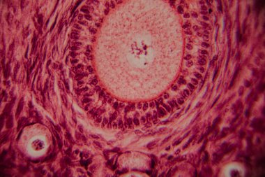 Memelilerin yumurtalıklarının mikroskobik görüntüsü açık bir şekilde büyüyen folikül ve çevresindeki foliküler hücreler pembe ve kırmızı tonlarda boyanmış..