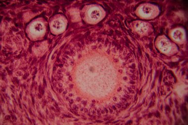 Memelilerin yumurtalıklarının mikroskobik görüntüsü açık bir şekilde büyüyen folikül ve çevresindeki foliküler hücreler pembe ve kırmızı tonlarda boyanmış..