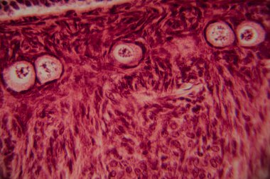 Memelilerin yumurtalıklarının mikroskobik görüntüsü açık bir şekilde büyüyen folikül ve çevresindeki foliküler hücreler pembe ve kırmızı tonlarda boyanmış..