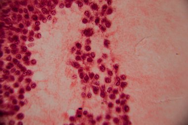 Memelilerin yumurtalıklarının mikroskobik görüntüsü açık bir şekilde büyüyen folikül ve çevresindeki foliküler hücreler pembe ve kırmızı tonlarda boyanmış..