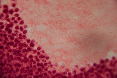 Memelilerin yumurtalıklarının mikroskobik görüntüsü açık bir şekilde büyüyen folikül ve çevresindeki foliküler hücreler pembe ve kırmızı tonlarda boyanmış..