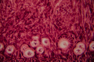 Memelilerin yumurtalıklarının mikroskobik görüntüsü açık bir şekilde büyüyen folikül ve çevresindeki foliküler hücreler pembe ve kırmızı tonlarda boyanmış..