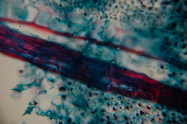 Bir bitki sapının boylamsal bir bölümü, mavi ve kırmızı tonlarda renklendirilmiş ksilem ve phloem ile vasküler demetleri gösteriyor, hücre yapısını ve akış kanallarını vurguluyor..