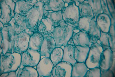 Mavi lekeli çekirdekli bitki hücrelerinin mikroskobik görüntüsü ve altıgen desenli düzenlenmiş hücre duvarları iç hücre yapılarını ortaya çıkarıyor..