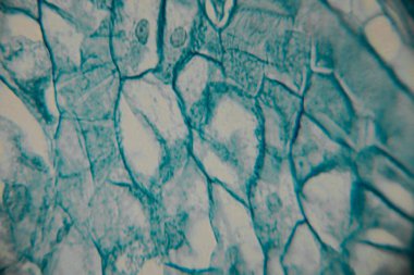 Mavi lekeli çekirdekli bitki hücrelerinin mikroskobik görüntüsü ve altıgen desenli düzenlenmiş hücre duvarları iç hücre yapılarını ortaya çıkarıyor..