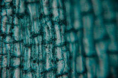 Son derece büyütülmüş görüntüde yoğun mavi boyalı bitkiler görünür uzun yapılar ve üst üste binen hücresel desenler görülüyor..