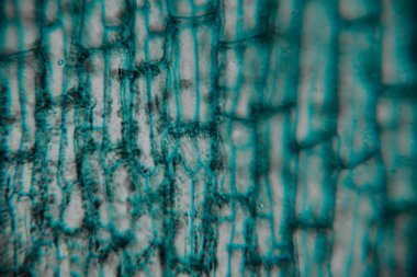 Son derece büyütülmüş görüntüde yoğun mavi boyalı bitkiler görünür uzun yapılar ve üst üste binen hücresel desenler görülüyor..