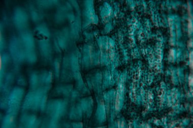 Son derece büyütülmüş görüntüde yoğun mavi boyalı bitkiler görünür uzun yapılar ve üst üste binen hücresel desenler görülüyor..