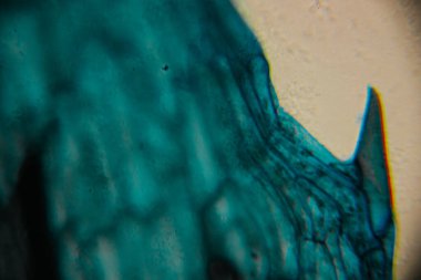 Sivri uçlu bir bitki yaprağının, mavi epidermal hücreleri ve detaylı hücresel yapıyı gösteren yüksek büyütme görüntüsü..